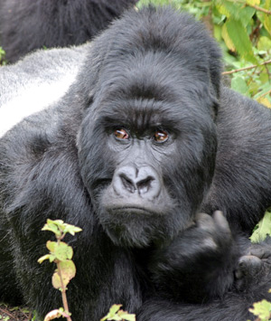 silverback silverback