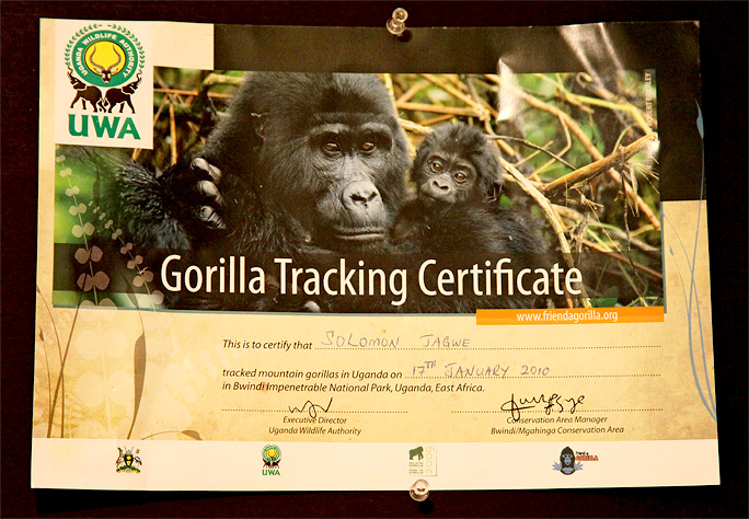 bwindi_mountain_gorillas_certa