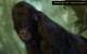 Galiwango Film ~ 3D Mountain Gorilla Character
