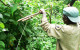 Virunga Report ~ Rangers Deal with Increased Number of Wildlife Snares