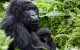 UN: East Africa leads Ape Tourism Globally