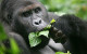 Gorillas Caught in the Crossfire in the Democratic Republic of Congo