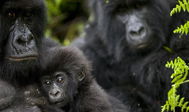 Zoos and Field Conservationists Call for Worldwide Action to Stop Illegal Killing of Wildlife ~ ZACC Conference 2013